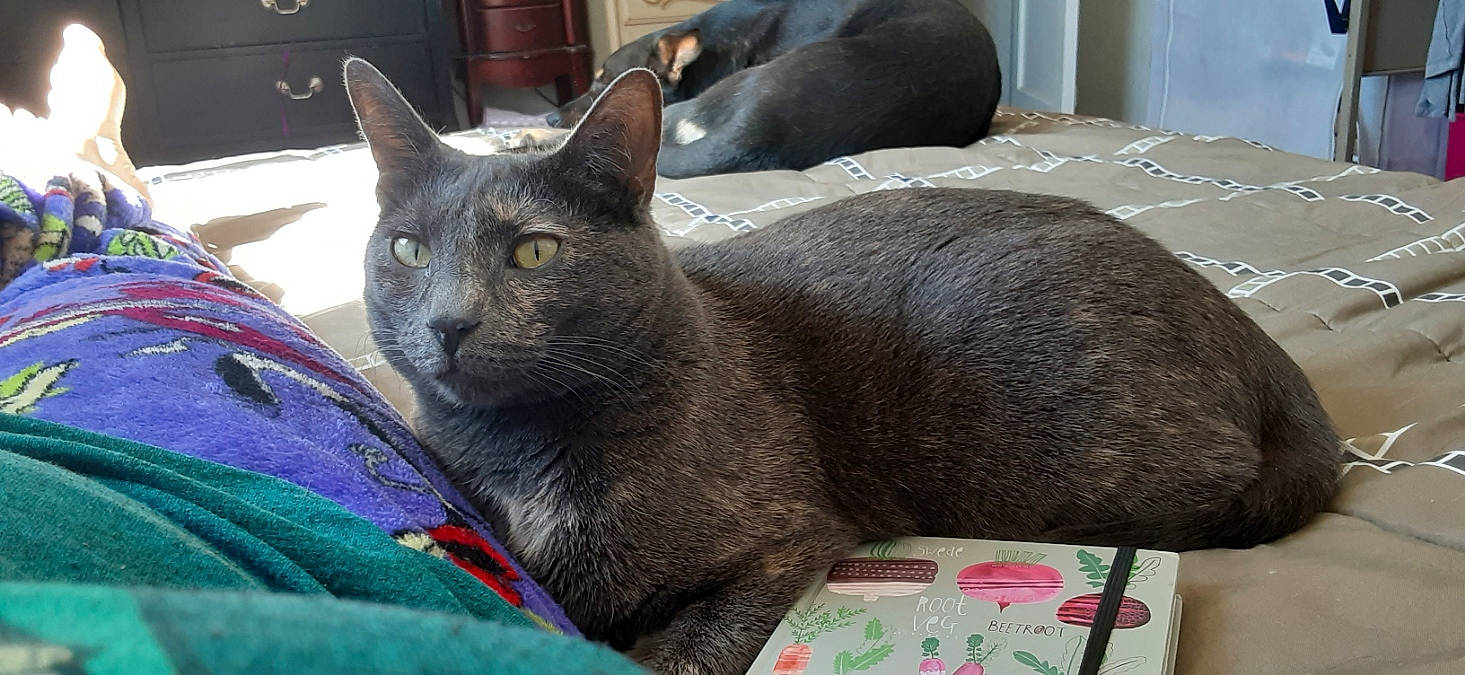 Dora joined the competition — help win amazing prizes! cabinetry, carnivore, cat, cat_supply, comfort, domestic_short_haired_cat, drawer, felidae, fur, grey, russian_blue, small_to_medium_sized_cats, snout, terrestrial_animal, whiskers