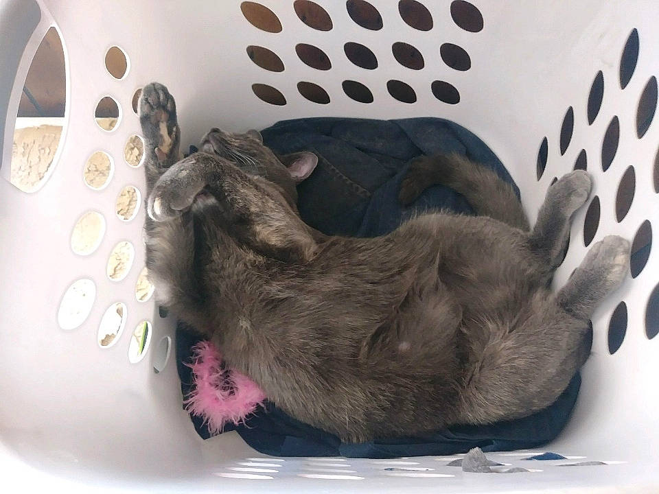 Dora is registered to the contest to win money with this photo: carnivore, cat, cat_supply, circle, comfort, dog_breed, dog_supply, fawn, felidae, fur, grey, liver, metal, pattern, paw, pet_supply, small_to_medium_sized_cats, snout, tail, whiskers