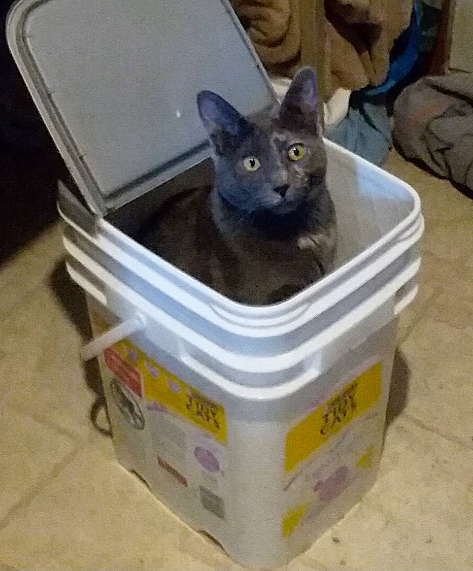 Dora is registered to the contest to win money with this photo: black_cat, bombay, bowl, box, canidae, carnivore, cat, cat_supply, chartreux, domestic_short_haired_cat, felidae, food_storage_containers, packaging_and_labeling, pet_supply, russian_blue, small_to_medium_sized_cats, snout, tail, whiskers