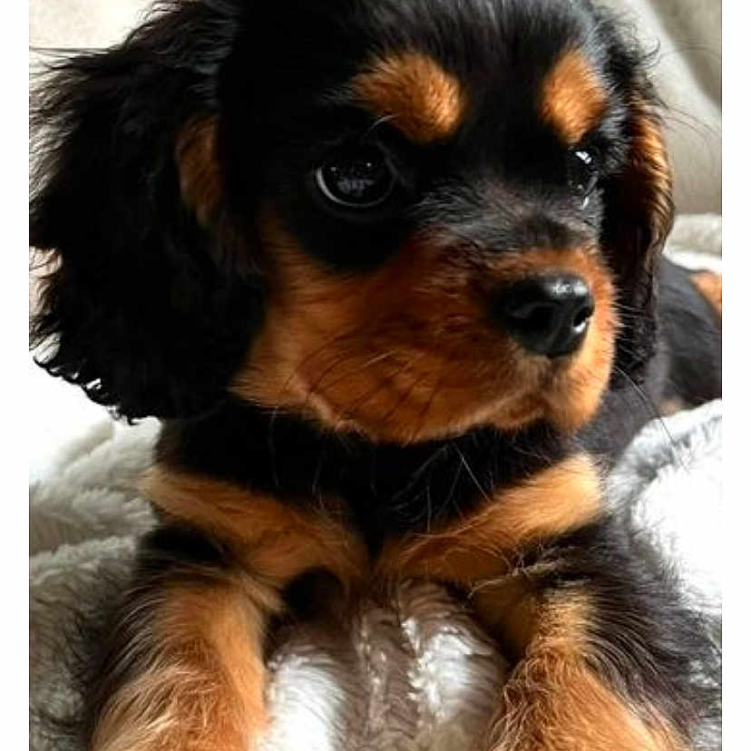 Abby participe au concours pour gagner de l'argent avec cette photo : adorable, animal, black_and_tan, cavalier_king_charles, close_up, cozy, cute, dog, ears, face, fur, indoors, paws, pet, portrait, puppy, resting, snout, soft_blanket, young