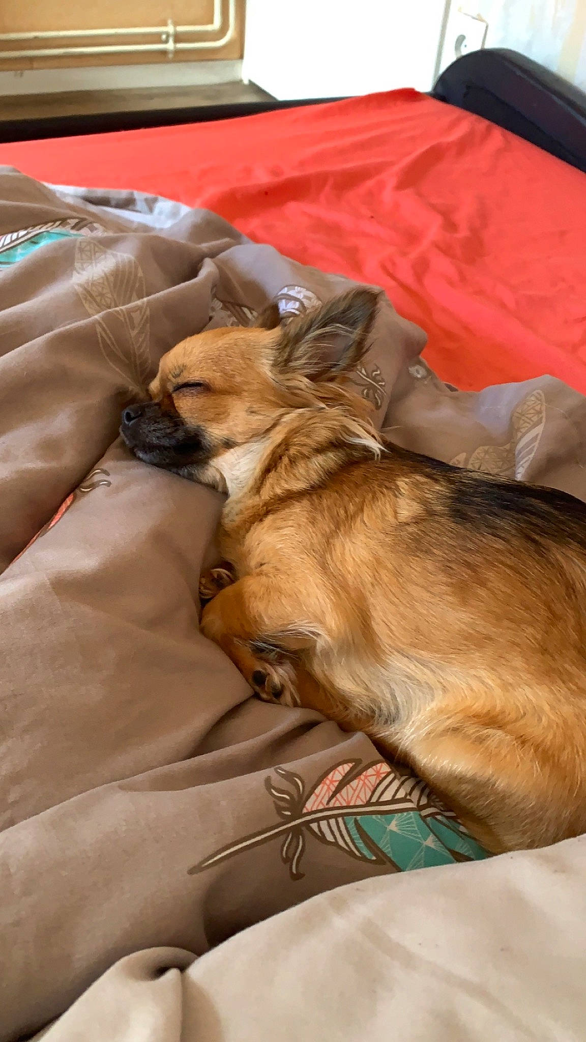 Kira a rejoint le concours — aidez-le/la à gagner de superbes lots ! brown, canidae, carnivore, comfort, companion_dog, dog, dog_breed, duvet, fawn, felidae, fur, linens, liver, nap, small_to_medium_sized_cats, sporting_group, toy_dog, whiskers, working_animal