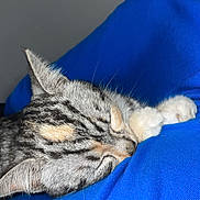 Pistache a rejoint le concours — aidez-le/la à gagner de superbes lots ! cat, tabby_cat, sleeping, paw, fur, closeup, resting, animal, pet, cozy, indoor, blue_fabric, relaxation, cute, whiskers, mammal, peaceful, soft, domestic_cat, quiet