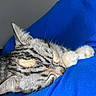 cat, tabby_cat, sleeping, paw, fur, closeup, resting, animal, pet, cozy, indoor, blue_fabric, relaxation, cute, whiskers, mammal, peaceful, soft, domestic_cat, quiet