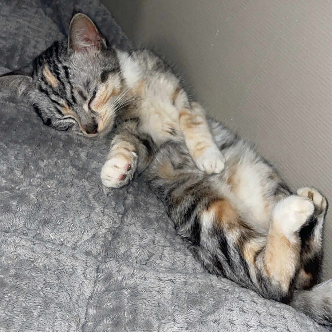 Pistache participe au concours pour gagner de l'argent avec cette photo : cat, tabby, sleeping, cozy, blanket, gray, fur, paws, resting, indoor, cute, pet, relaxed, nap, feline, soft, curled_up, comfort, food, pizza_slice