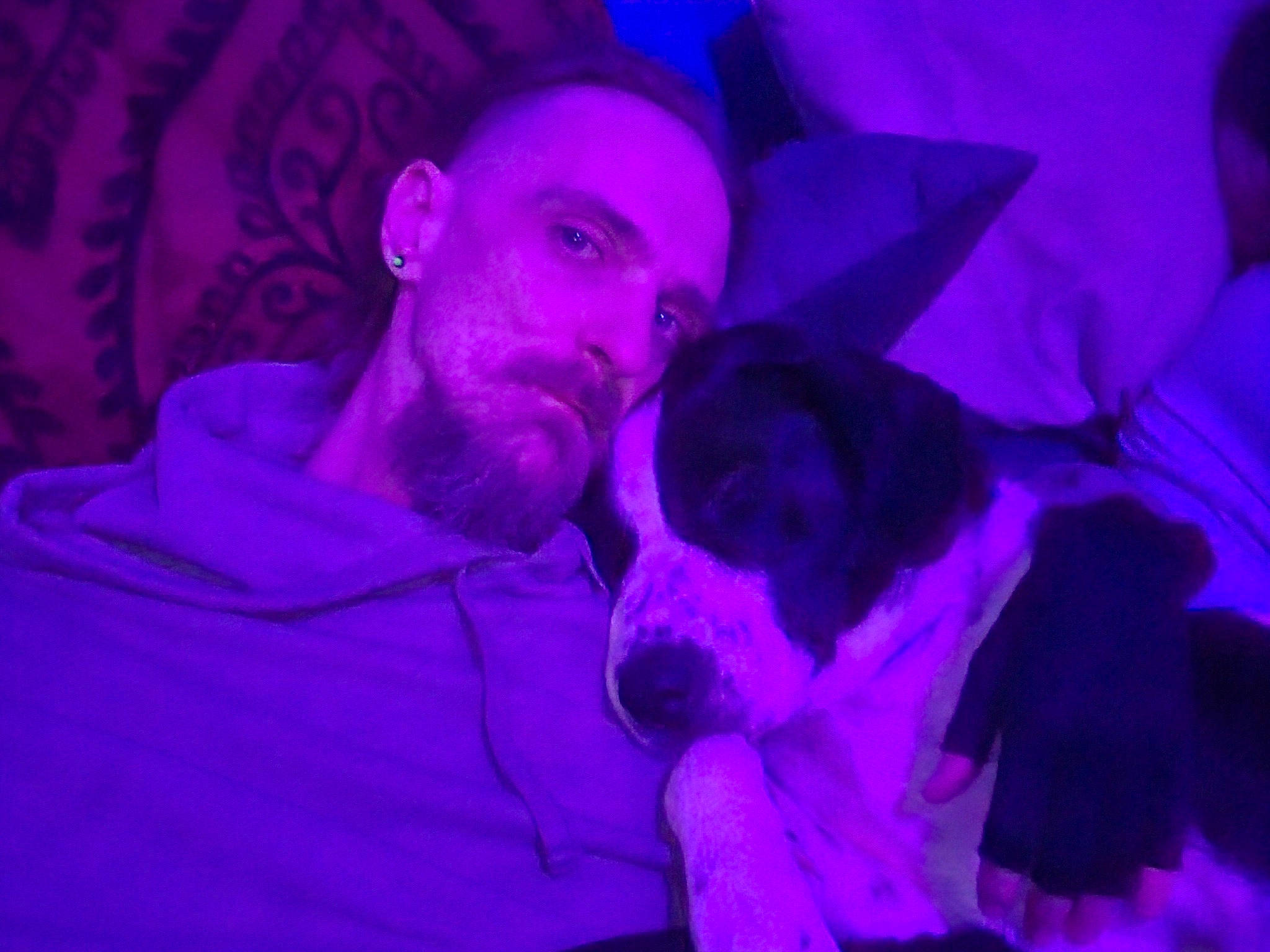 Rasco joined the competition — help win amazing prizes! beard, companion_dog, darkness, dog_breed, electric_blue, entertainment, event, flash_photography, fun, magenta, mammal, night, petal, pink, plant, purple, violet