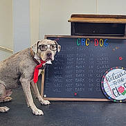 Haas is registered to the contest to win money with this photo: dog, glasses, tie, chalkboard, classroom, leash, floor, wall, sign, text, pet, obedient, sitting, collar, indoor, school, funny, costume, animal, portrait