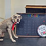 dog, glasses, tie, chalkboard, classroom, leash, floor, wall, sign, text, pet, obedient, sitting, collar, indoor, school, funny, costume, animal, portrait