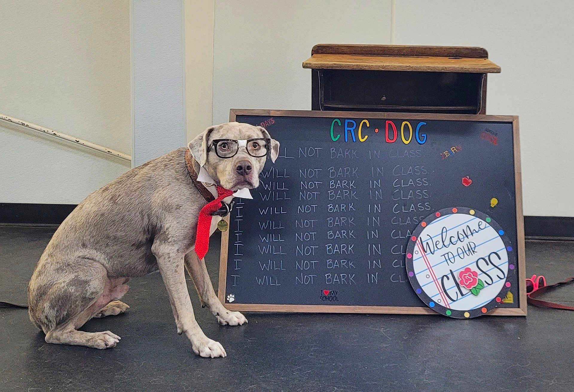 Haas is registered to the contest to win money with this photo: dog, glasses, tie, chalkboard, classroom, leash, floor, wall, sign, text, pet, obedient, sitting, collar, indoor, school, funny, costume, animal, portrait