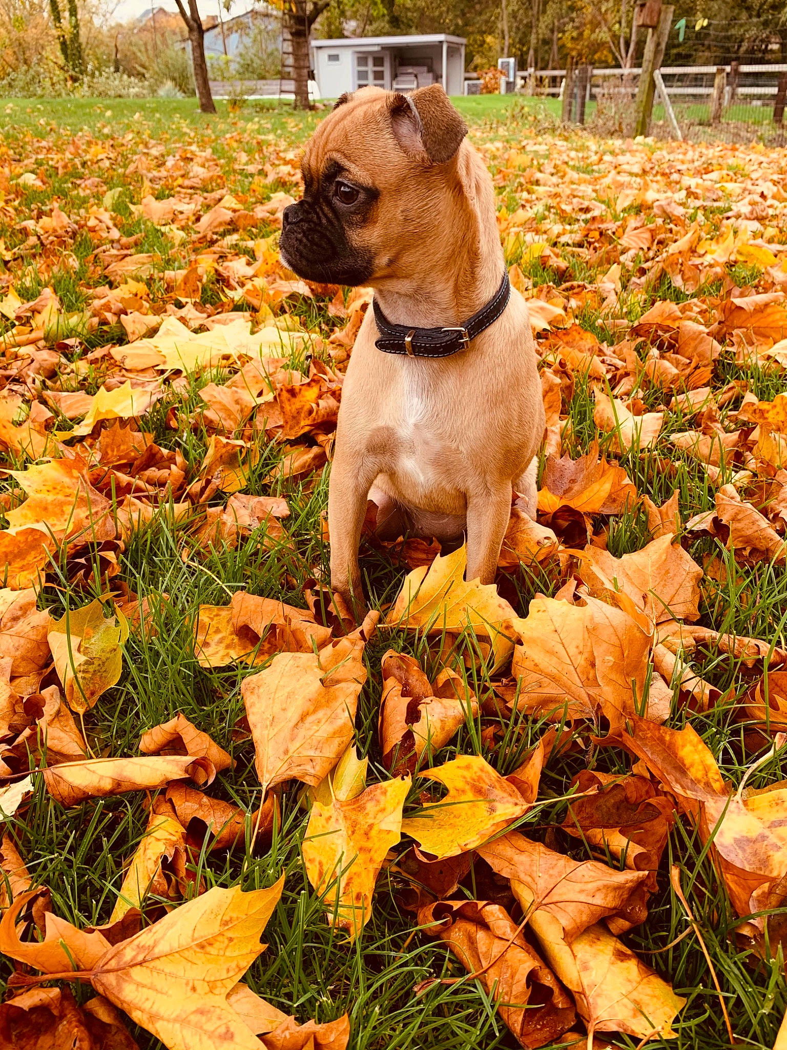 Maïca participe au concours pour gagner de l'argent avec cette photo : carnivore, companion_dog, deciduous, dog, dog_breed, fawn, grass, groundcover, landscape, leaf, liver, people_in_nature, pet_supply, plant, soil, sporting_group, terrestrial_animal, tree, wood, working_animal