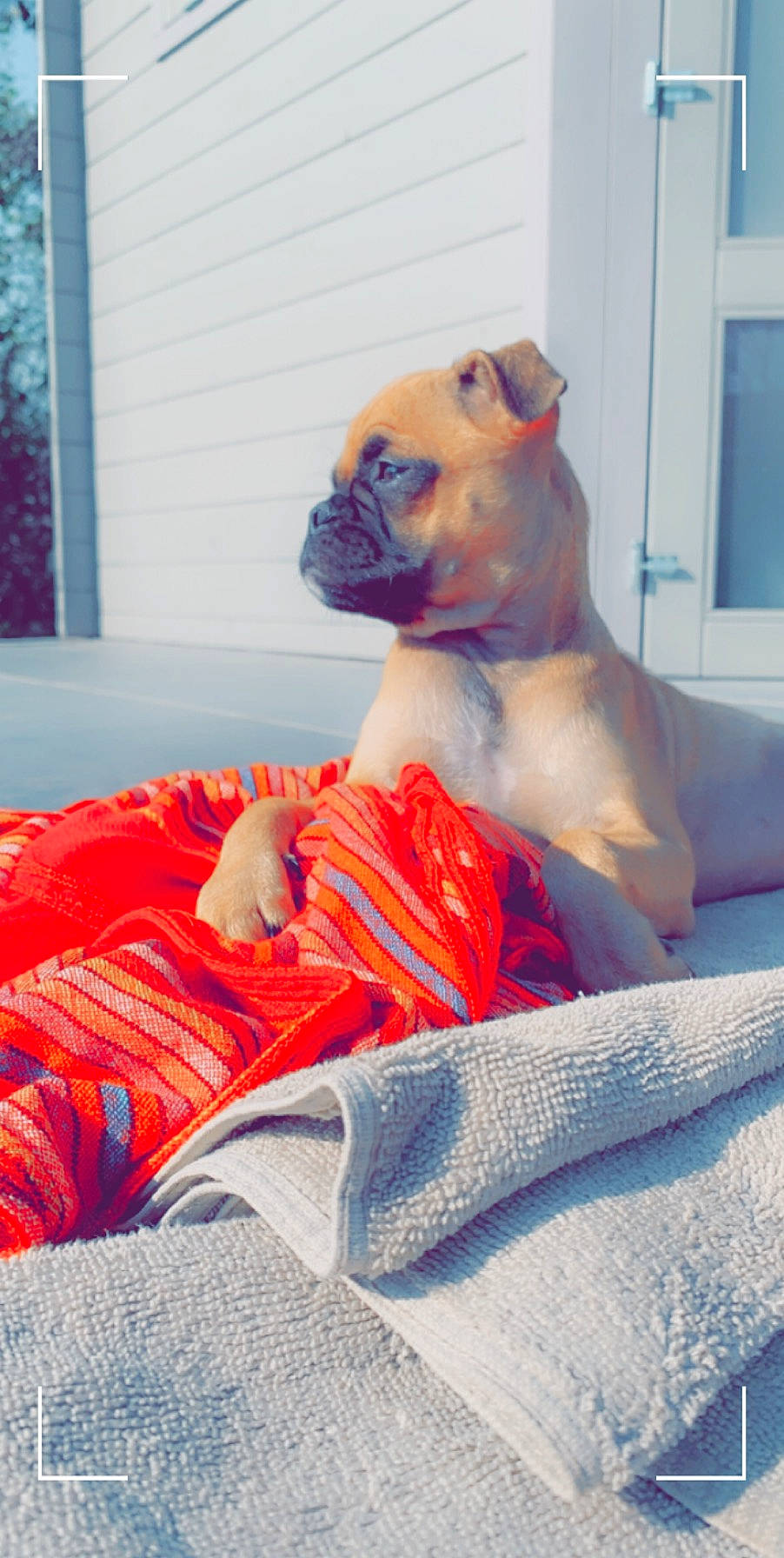 Maïca a rejoint le concours — aidez-le/la à gagner de superbes lots ! barechested, blue, carmine, chest, comfort, companion_dog, fawn, flesh, fun, head, human_body, human_leg, linens, mouth, orange, shoulder, sitting, snout, sporting_group, sunglasses