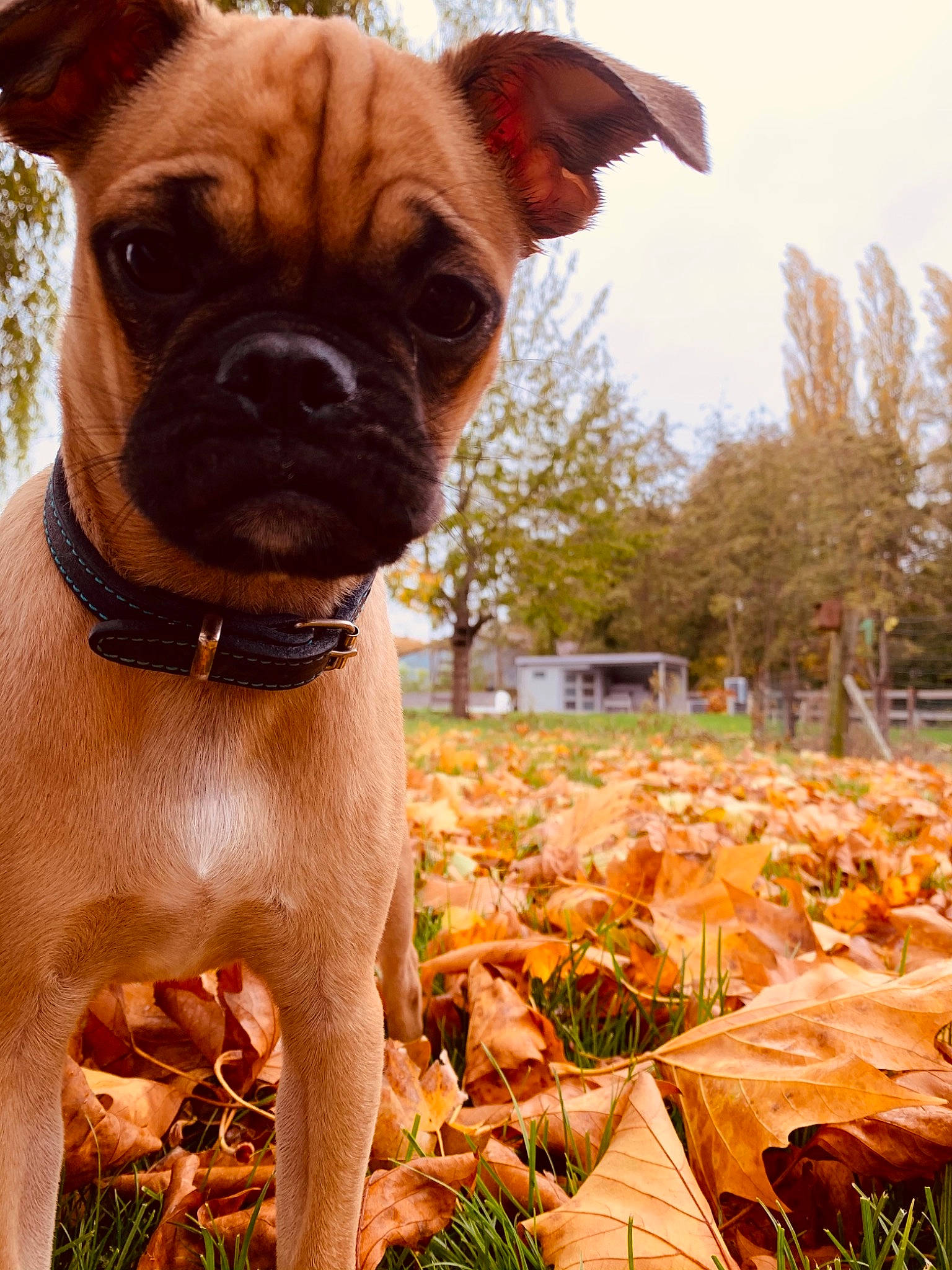 Maïca a rejoint le concours — aidez-le/la à gagner de superbes lots ! carnivore, collar, companion_dog, dog, dog_breed, dog_collar, fawn, grass, green, light, liver, plant, sky, snout, sporting_group, tree, whiskers, window, working_animal, wrinkle