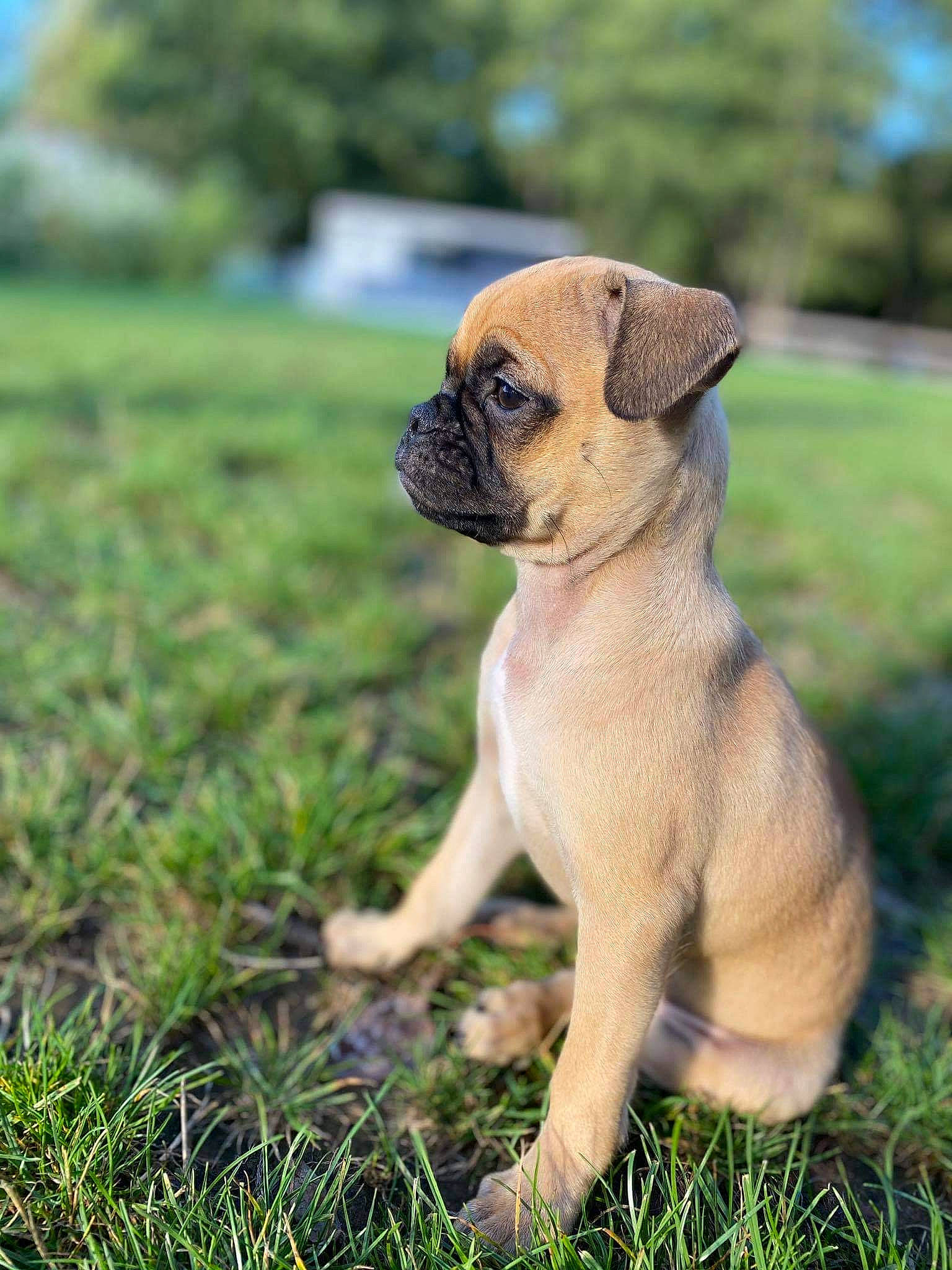 Maïca a rejoint le concours — aidez-le/la à gagner de superbes lots ! canidae, carnivore, companion_dog, dog, dog_breed, fawn, grass, non_sporting_group, plant, pug, puggle, snout, soil, sporting_group, terrestrial_animal, toy_dog, tree, whiskers, working_animal, wrinkle