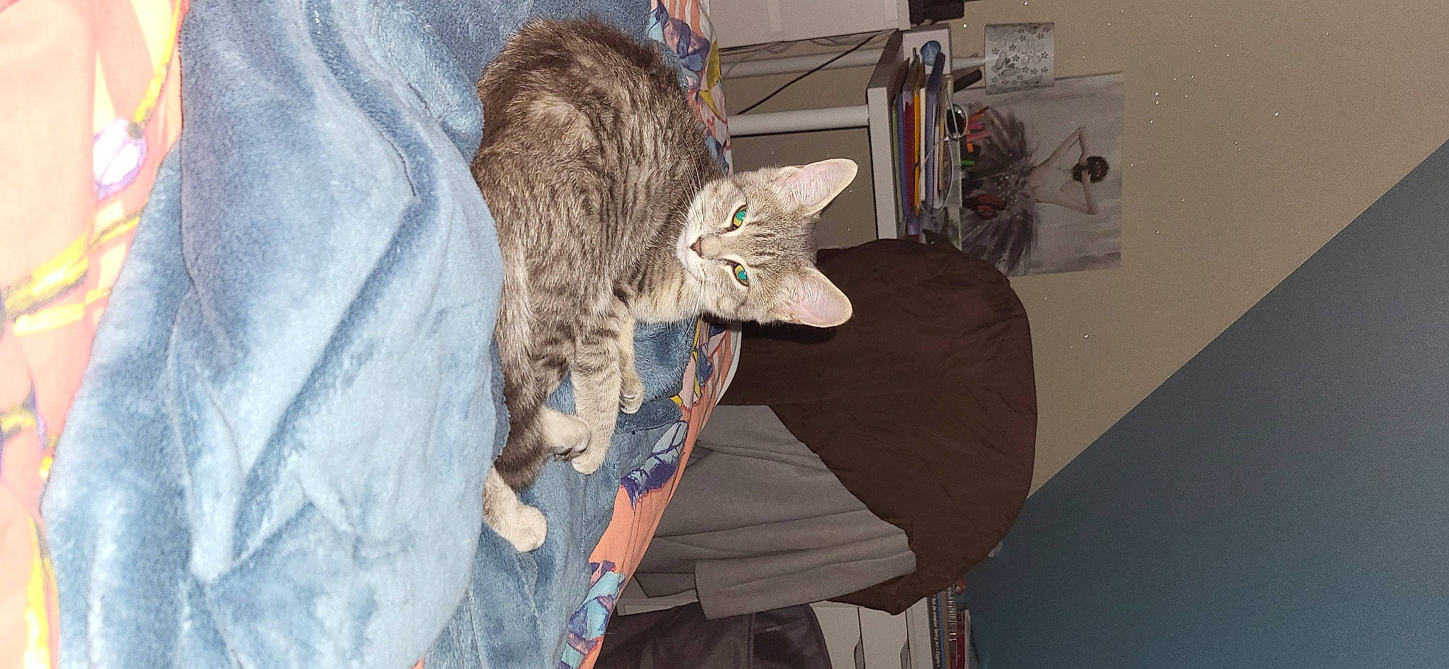 Maïkoo participe au concours pour gagner de l'argent avec cette photo : carnivore, cat, comfort, domestic_short_haired_cat, felidae, fur, grey, linens, nap, small_to_medium_sized_cats, tail, tree, visual_arts, whiskers, wood