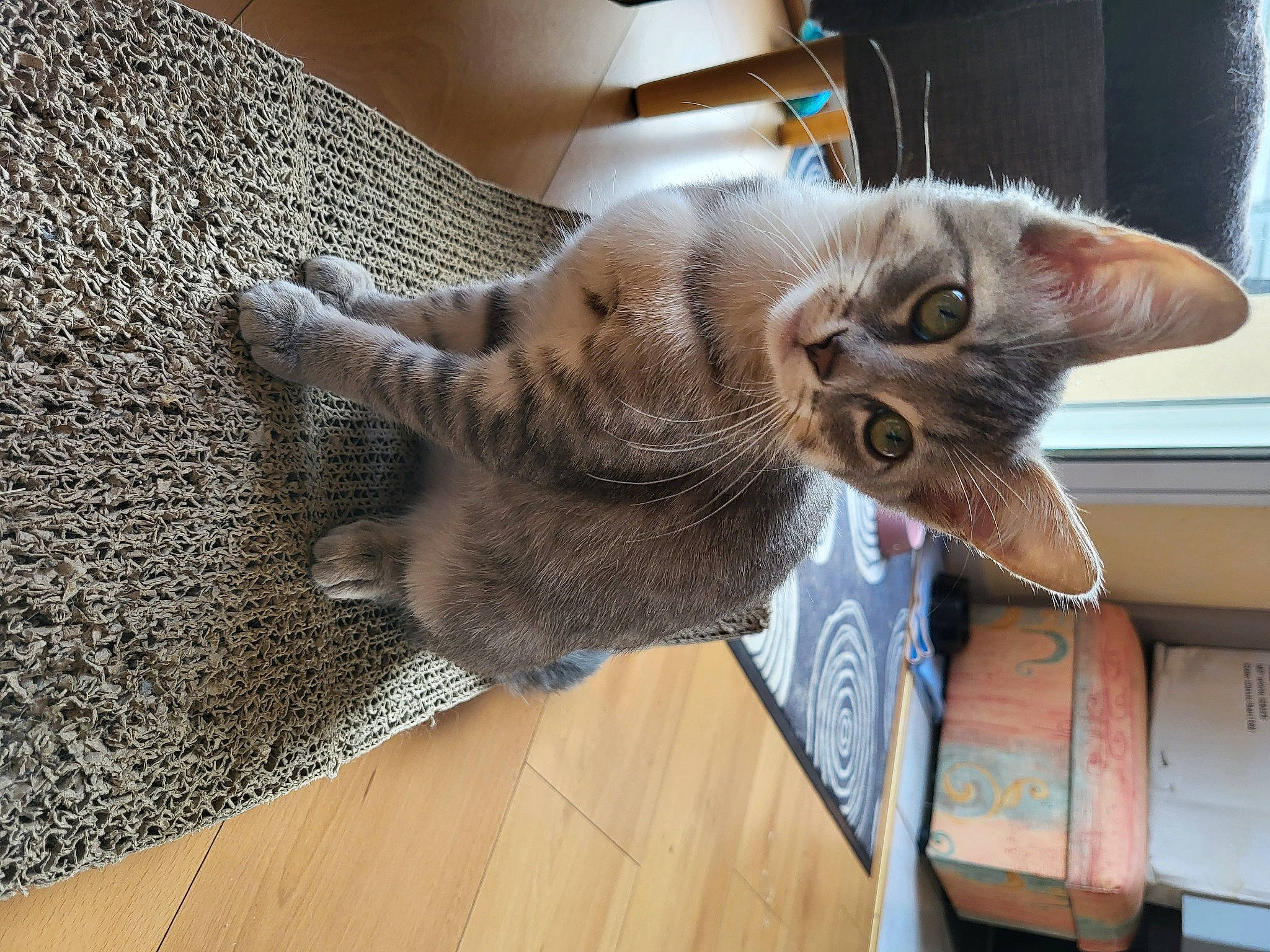 Maïkoo participe au concours pour gagner de l'argent avec cette photo : carnivore, cat, claw, comfort, domestic_short_haired_cat, fawn, felidae, flooring, fur, hardwood, paw, russian_blue, small_to_medium_sized_cats, snout, tail, whiskers, wood, wood_flooring