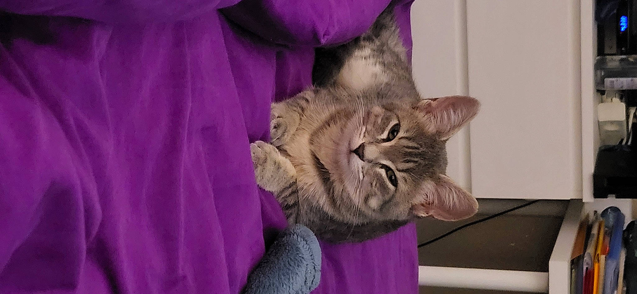 Maïkoo participe au concours pour gagner de l'argent avec cette photo : carnivore, cat, claw, domestic_short_haired_cat, fawn, felidae, fur, gesture, magenta, paw, petal, pink, plant, purple, sleeve, small_to_medium_sized_cats, snout, tail, violet, whiskers