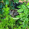 cat, gray_tabby, plant_pot, green_leaves, foliage, garden, outdoor, pet, animal, nature, greenery, curious, resting, cozy, leafy, plant, shrub, small_animal, domestic_cat, wildlife