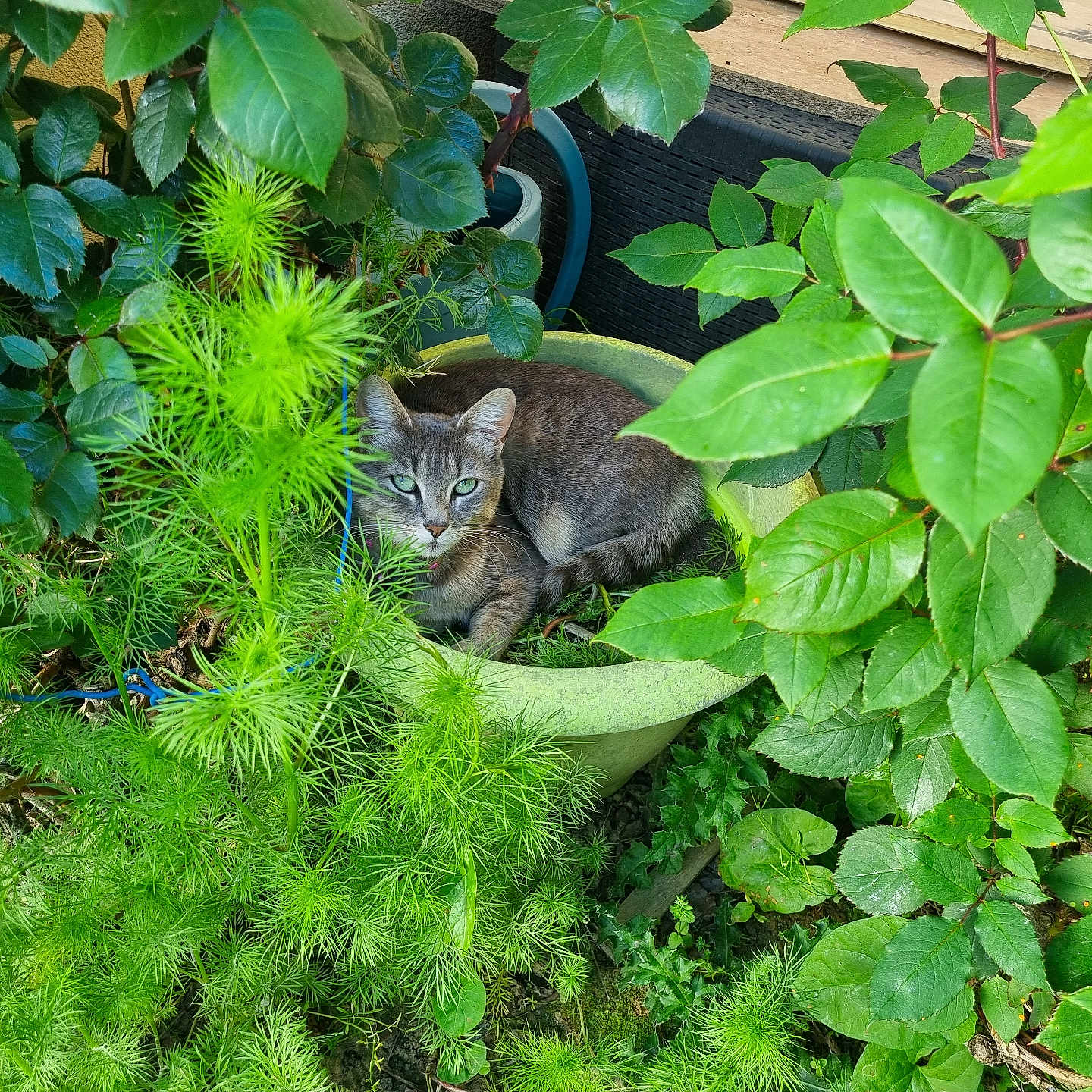 Maïkoo a rejoint le concours — aidez-le/la à gagner de superbes lots ! cat, gray_tabby, plant_pot, green_leaves, foliage, garden, outdoor, pet, animal, nature, greenery, curious, resting, cozy, leafy, plant, shrub, small_animal, domestic_cat, wildlife