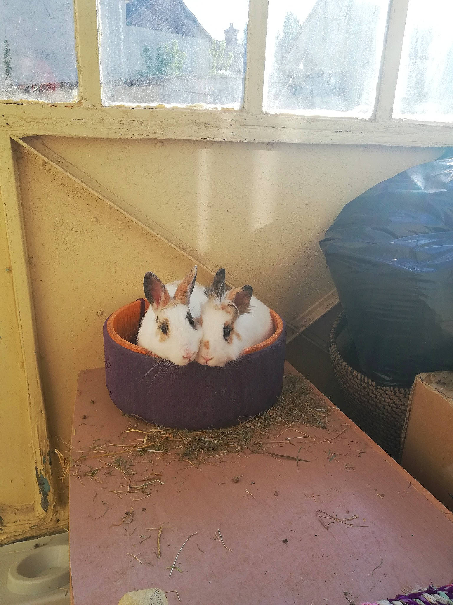 Darwine Et Gumball participe au concours pour gagner de l'argent avec cette photo : cat, fawn, felidae, small_to_medium_sized_cats