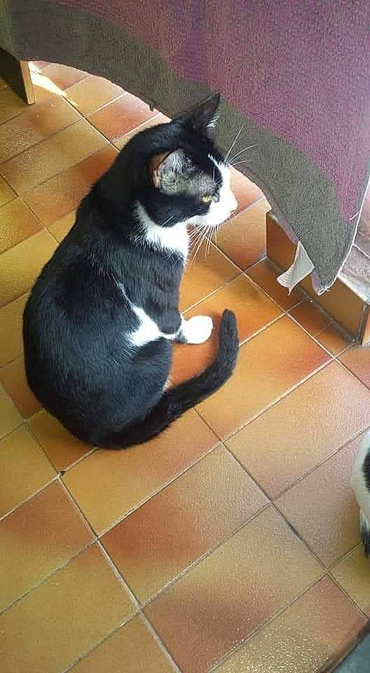 Chamallow participe au concours pour gagner de l'argent avec cette photo : carnivore, cat, comfort, companion_dog, dog_breed, domestic_short_haired_cat, felidae, floor, flooring, fur, hardwood, human_leg, laminate_flooring, lap, small_to_medium_sized_cats, sporting_group, tail, tile_flooring, whiskers, wood