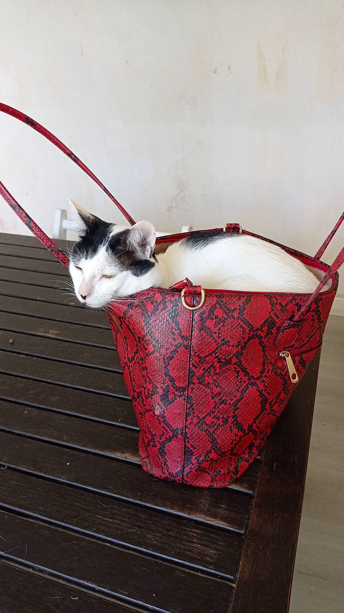 Bob participe au concours pour gagner de l'argent avec cette photo : bag, basket, carnivore, cat, couch, domestic_short_haired_cat, drinkware, fashion_accessory, fawn, felidae, flowerpot, fur, pattern, serveware, shelf, small_to_medium_sized_cats, storage_basket, tablecloth, tail, whiskers