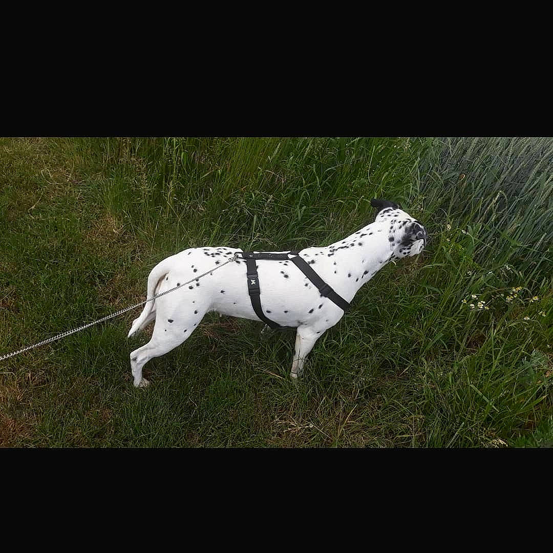 Lucky participe au concours pour gagner de l'argent avec cette photo : canidae, carnivore, dalmatian, dog, dog_breed, great_dane, guard_dog, mammal, non_sporting_group, pointer, sporting_group, tail, vertebrate