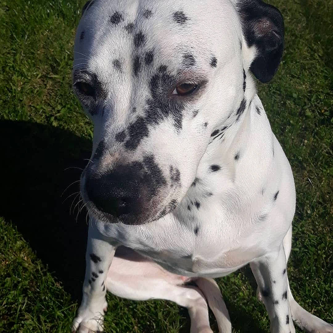 Lucky a rejoint le concours — aidez-le/la à gagner de superbes lots ! canidae, carnivore, companion_dog, dalmatian, dog, dog_breed, fawn, great_dane, mammal, non_sporting_group, snout, sporting_group, vertebrate