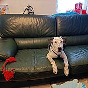 Prunelle participe au concours pour gagner de l'argent avec cette photo : dog, speckled_dog, leather_sofa, green_sofa, rope_toy, paws, living_room, indoor, present_boxes, plush, window, cushion, flooring, pet, looking_at_camera, white_and_black, seated, home, relaxed, toy