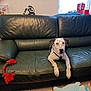 dog, speckled_dog, leather_sofa, green_sofa, rope_toy, paws, living_room, indoor, present_boxes, plush, window, cushion, flooring, pet, looking_at_camera, white_and_black, seated, home, relaxed, toy