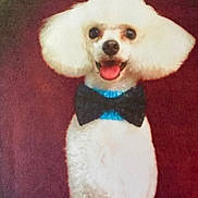 Noah is registered to the contest to win money with this photo: dog, white_dog, small_dog, fluffy, groomed, bow_tie, blue_collar, sitting, smiling, open_mouth, tongue, portrait, indoor, red_background, pet, companion_animal, formal_attire, cute, happy, close_up