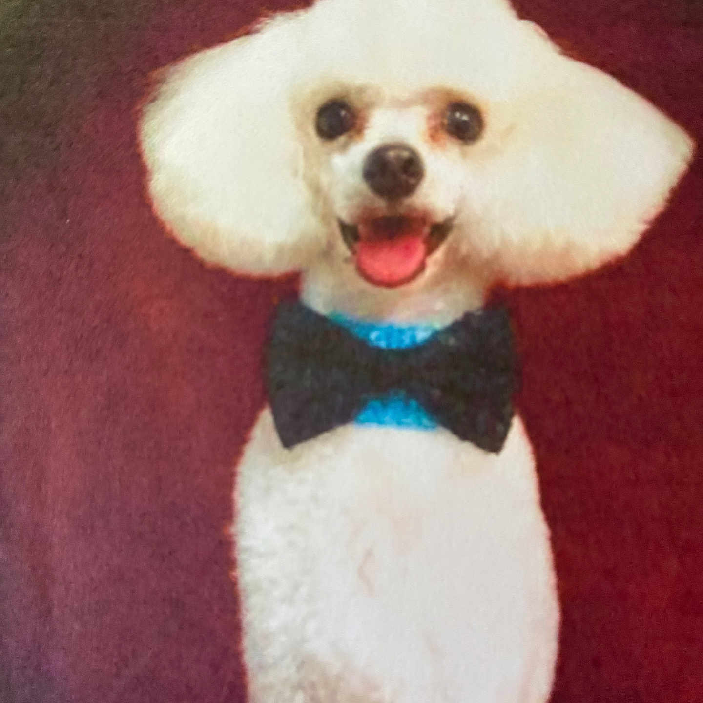 Noah is registered to the contest to win money with this photo: dog, white_dog, small_dog, fluffy, groomed, bow_tie, blue_collar, sitting, smiling, open_mouth, tongue, portrait, indoor, red_background, pet, companion_animal, formal_attire, cute, happy, close_up