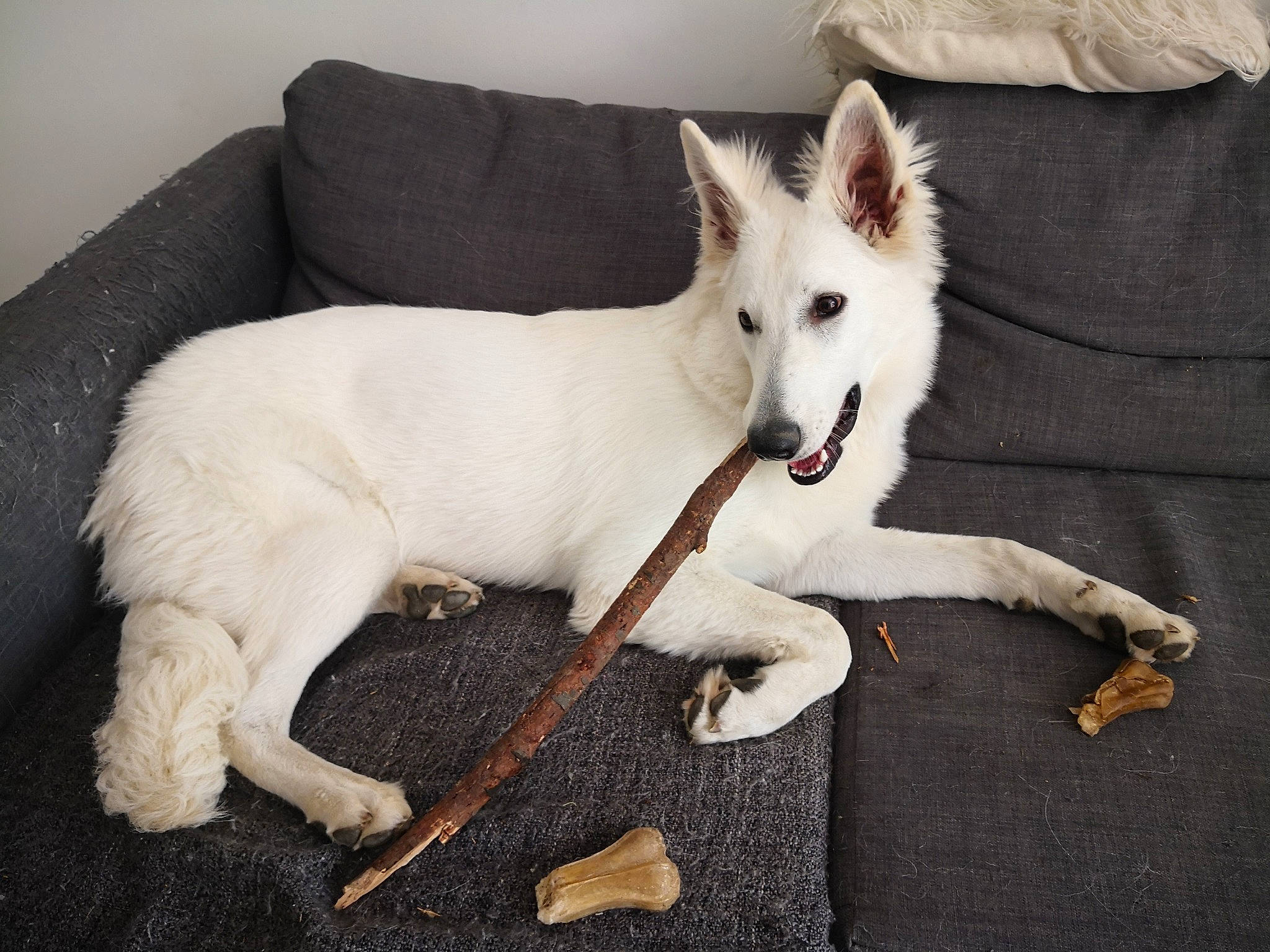 Pippa participe au concours pour gagner de l'argent avec cette photo : berger_blanc_suisse, canaan_dog, canidae, carnivore, companion_dog, dog, dog_breed, herding_dog, mammal, rare_breed_dog, vertebrate, white_shepherd