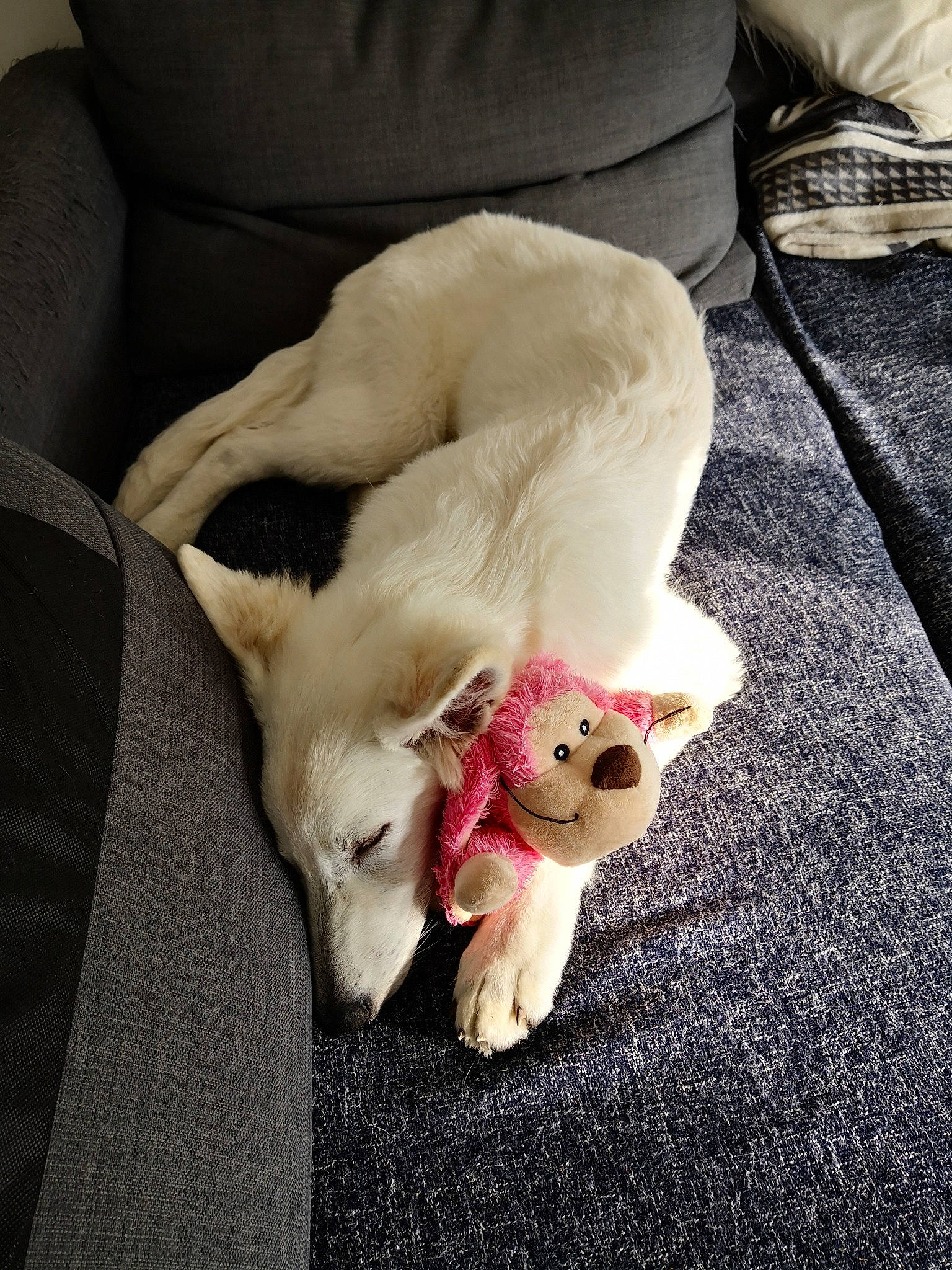 Pippa participe au concours pour gagner de l'argent avec cette photo : canidae, carnivore, dog, dog_breed, fawn, mammal, non_sporting_group, puppy, sporting_group, tail, vertebrate