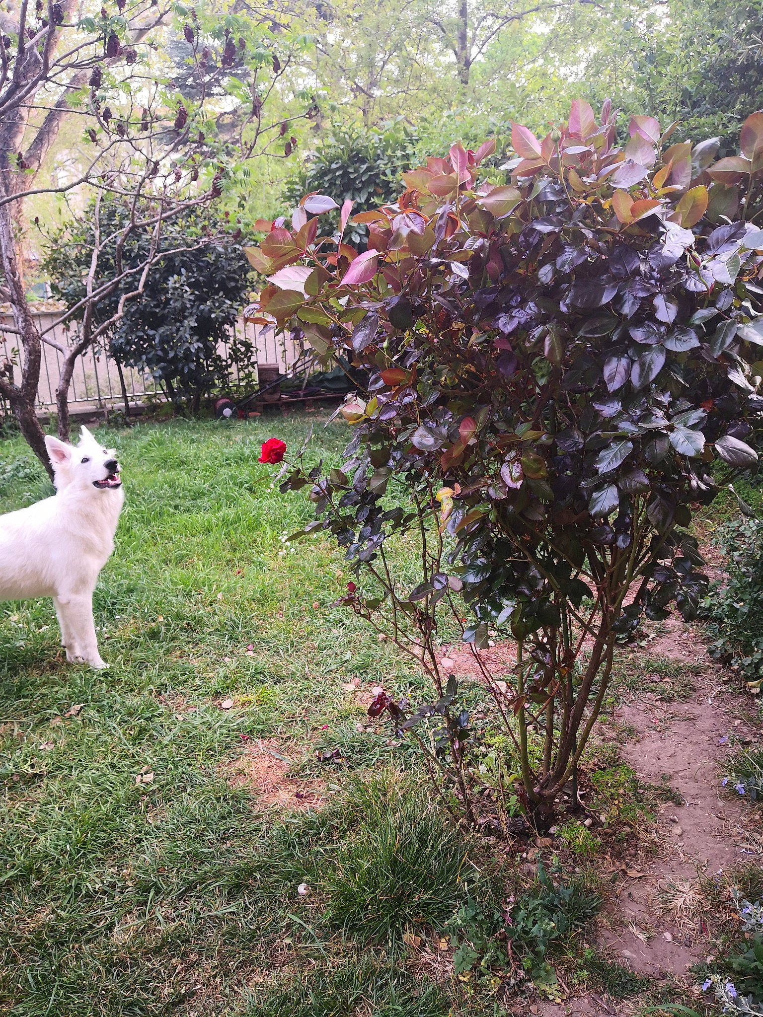 Pippa a rejoint le concours — aidez-le/la à gagner de superbes lots ! backyard, canidae, carnivore, cat, fawn, felidae, flower, garden, grass, plant, shrub, small_to_medium_sized_cats, spring, tail, tree, turkish_van, yard