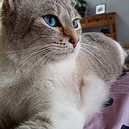 Doudoune a rejoint le concours — aidez-le/la à gagner de superbes lots ! abyssinian, animal, architecture, building, cat, computer, couch, electronics, furniture, homedecor, indoors, kitten, laptop, linen, livingroom, manx, pc, pet, room, siamese