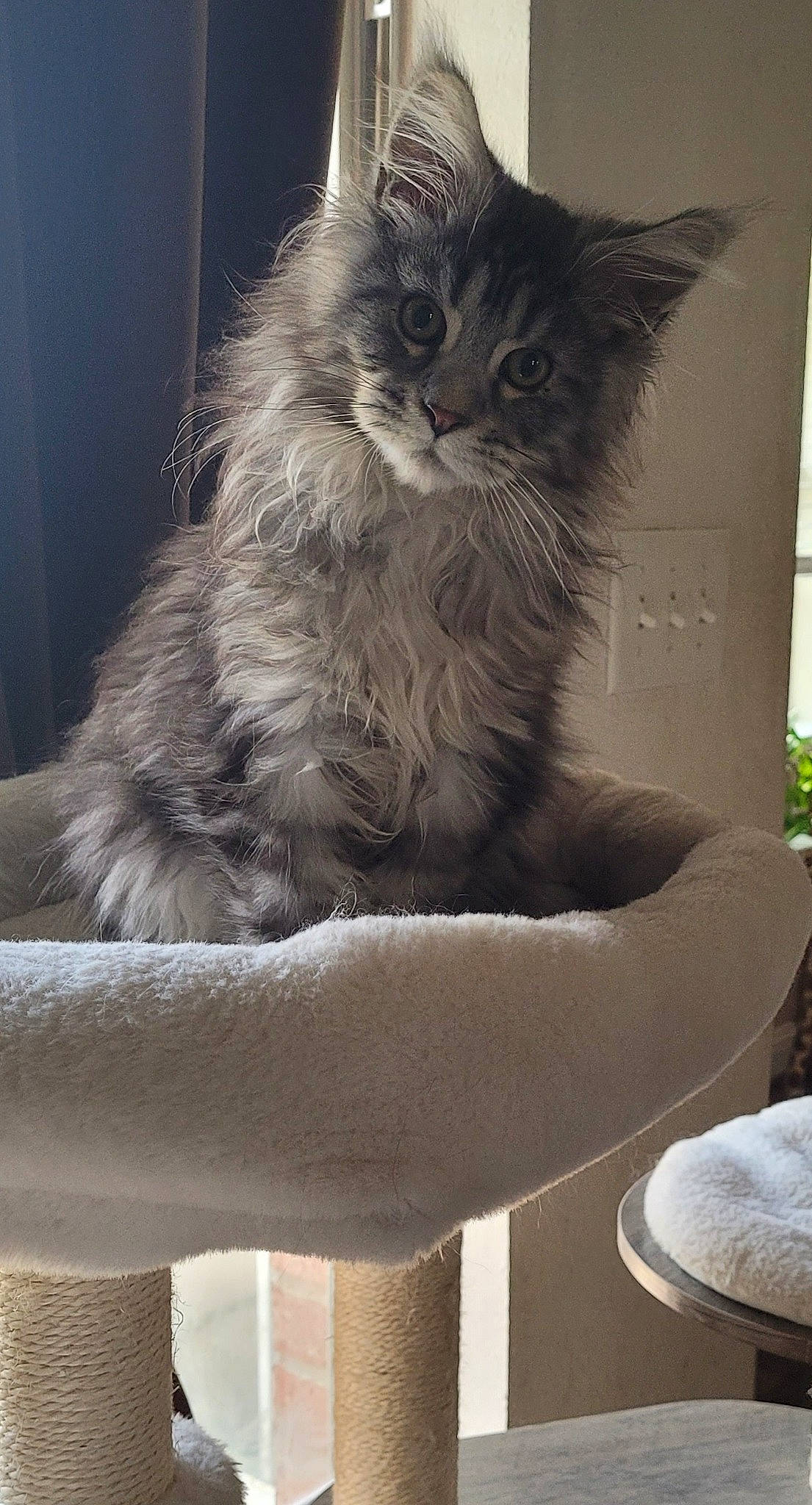 Klaus is registered to the contest to win money with this photo: british_longhair, carnivore, cat, chair, claw, comfort, domestic_short_haired_cat, felidae, fur, grey, monochrome_photography, paw, plant, sitting, small_to_medium_sized_cats, snout, tail, terrestrial_animal, whiskers, window