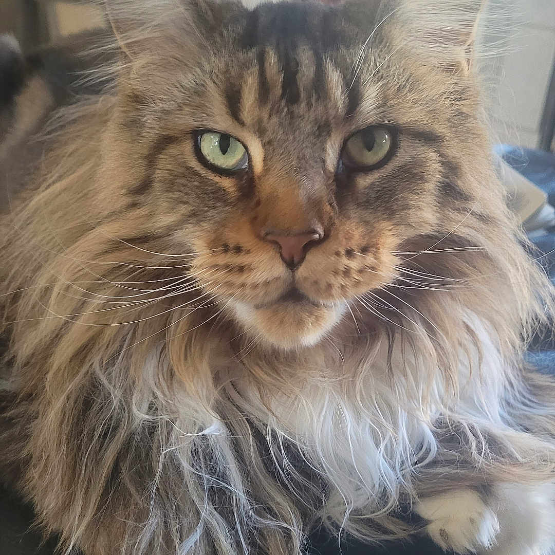 Laney joined the competition — help win amazing prizes! animal, cat, close_up, cute, feline, fluffy, fur, green_eyes, home, indoor, leather, long_hair, mammal, pet, portrait, relaxed, resting, tabby, whiskers, window_light