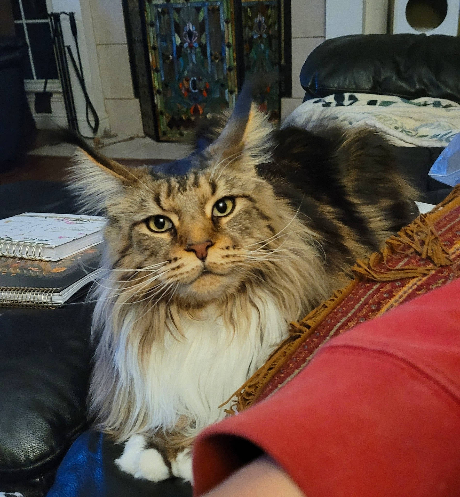 Laney joined the competition — help win amazing prizes! carnivore, cat, chair, claw, comfort, event, fawn, felidae, fur, maine_coon, small_to_medium_sized_cats, snout, terrestrial_animal, whiskers