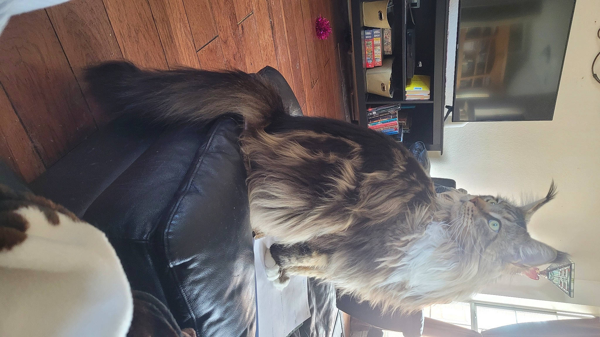 Laney is registered to the contest to win money with this photo: canidae, dog_breed, domestic_short_haired_cat, feather, felidae, fur, goats, room, small_to_medium_sized_cats, sporting_group, tail, whiskers, wood, working_animal