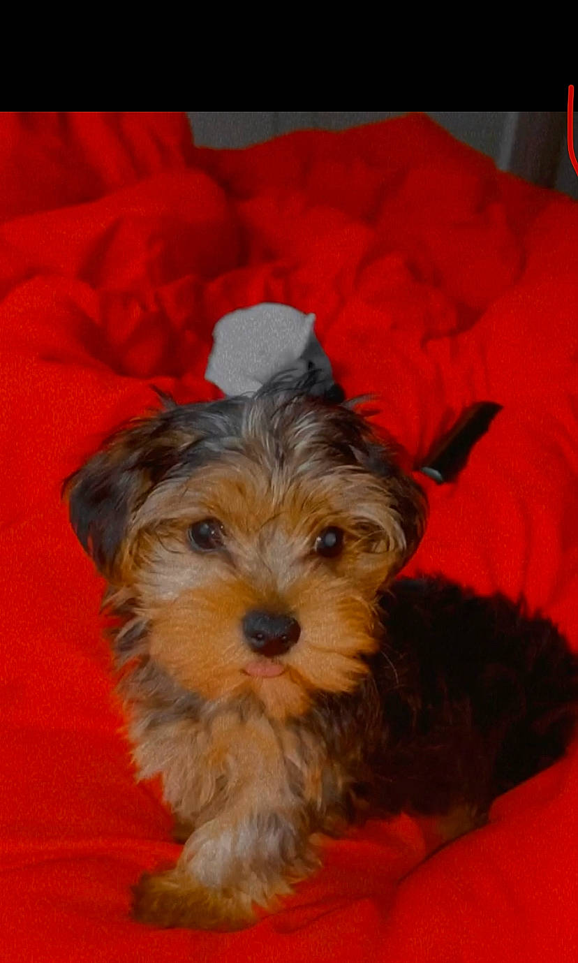 Kali joined the competition — help win amazing prizes! biewer_terrier, canidae, carnivore, companion_dog, dog, dog_breed, maltepoo, mammal, morkie, puppy, rare_breed_dog, schnoodle, small_terrier, snout, sporting_lucas_terrier, terrier, toy_dog, vertebrate, yorkipoo, yorkshire_terrier