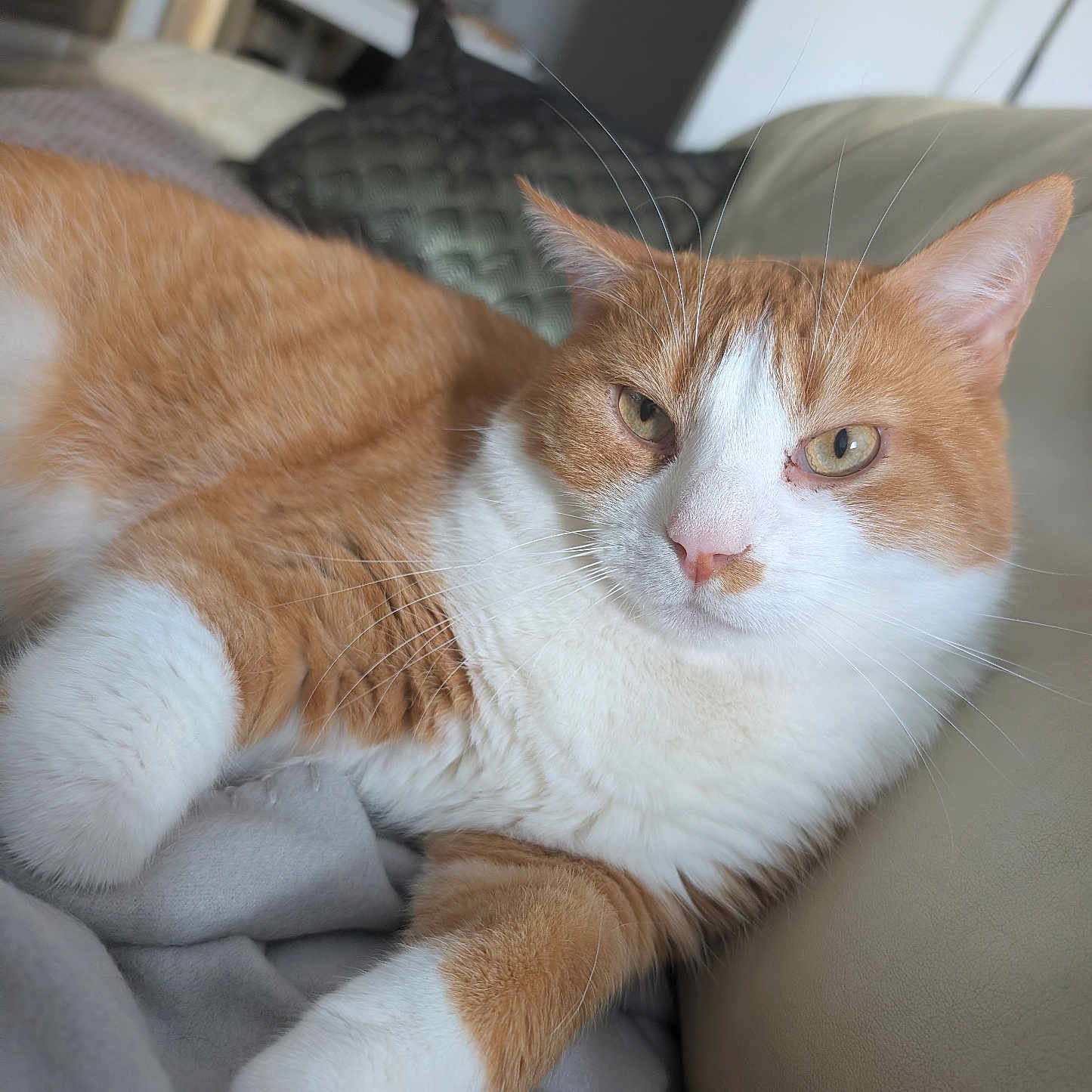 Nala a rejoint le concours — aidez-le/la à gagner de superbes lots ! cat, orange_cat, white_cat, pet, feline, whiskers, relaxed, indoor, couch, furniture, closeup, portrait, animal, domestic_animal, mammal, laying, fur, cute, calm, home