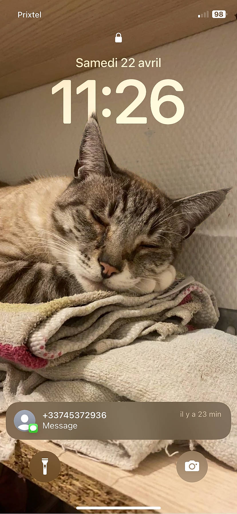 Simba a rejoint le concours — aidez-le/la à gagner de superbes lots ! bedding, carnivore, cat, cat_supply, claw, comfort, domestic_short_haired_cat, felidae, font, fur, linens, paw, photo_caption, publication, screenshot, small_to_medium_sized_cats, snout, tail, whiskers, wildlife