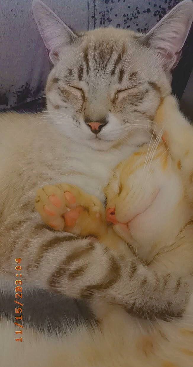 Simba a rejoint le concours — aidez-le/la à gagner de superbes lots ! carnivore, cat, claw, comfort, domestic_short_haired_cat, ear, fawn, felidae, fur, nap, paw, sleep, small_to_medium_sized_cats, snout, tail, whiskers