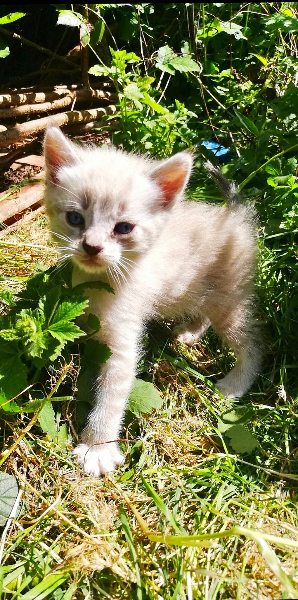 Simba a rejoint le concours — aidez-le/la à gagner de superbes lots ! annual_plant, carnivore, cat, domestic_short_haired_cat, eye, fawn, felidae, fur, grass, groundcover, herb, herbaceous_plant, plant, plant_stem, small_to_medium_sized_cats, snout, tail, terrestrial_animal, whiskers, wildlife