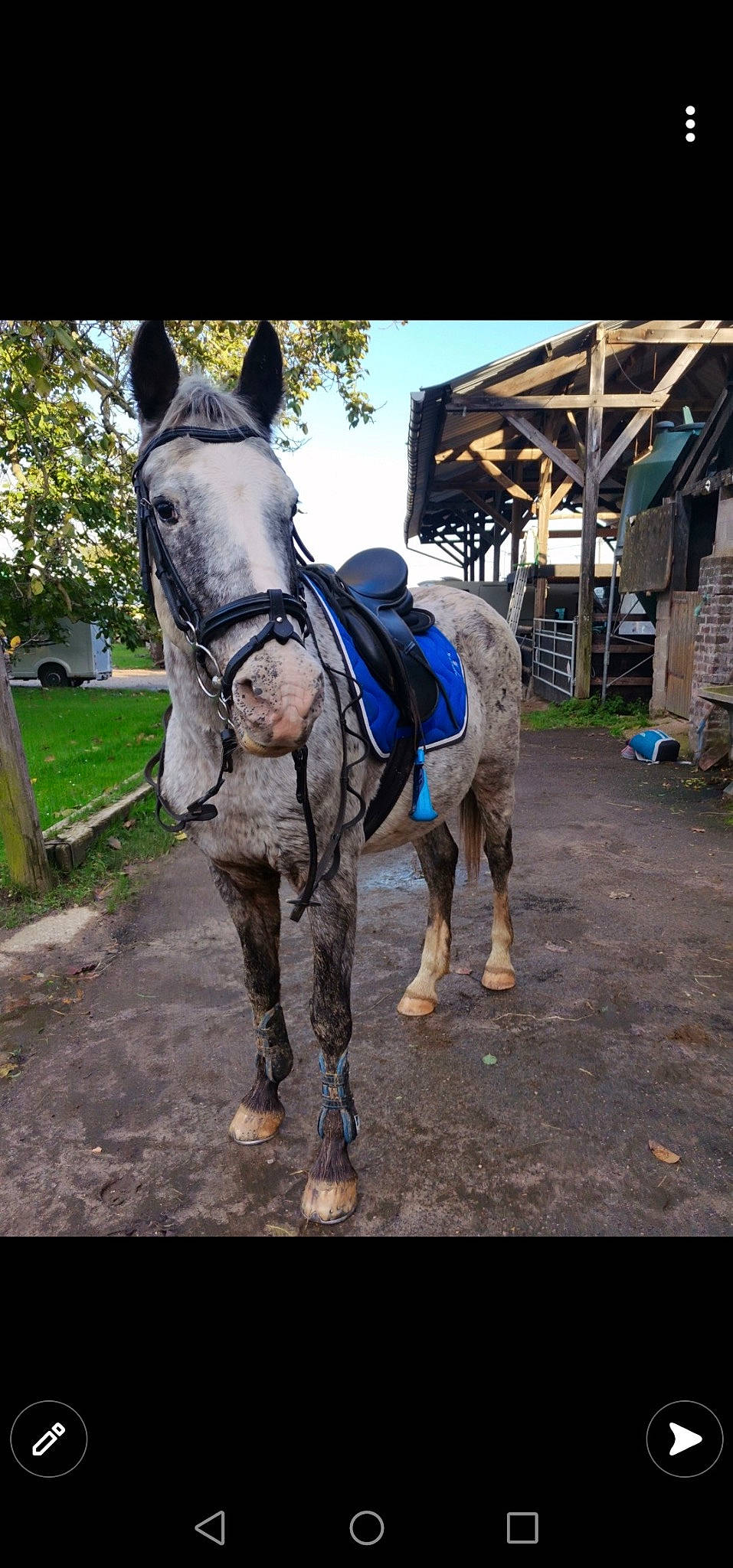 Neptune a rejoint le concours — aidez-le/la à gagner de superbes lots ! bit, bridle, electric_blue, horse, horse_supplies, horse_tack, landscape, livestock, mane, pack_animal, plant, recreation, rein, road_surface, sky, snout, travel, tree, wood, working_animal