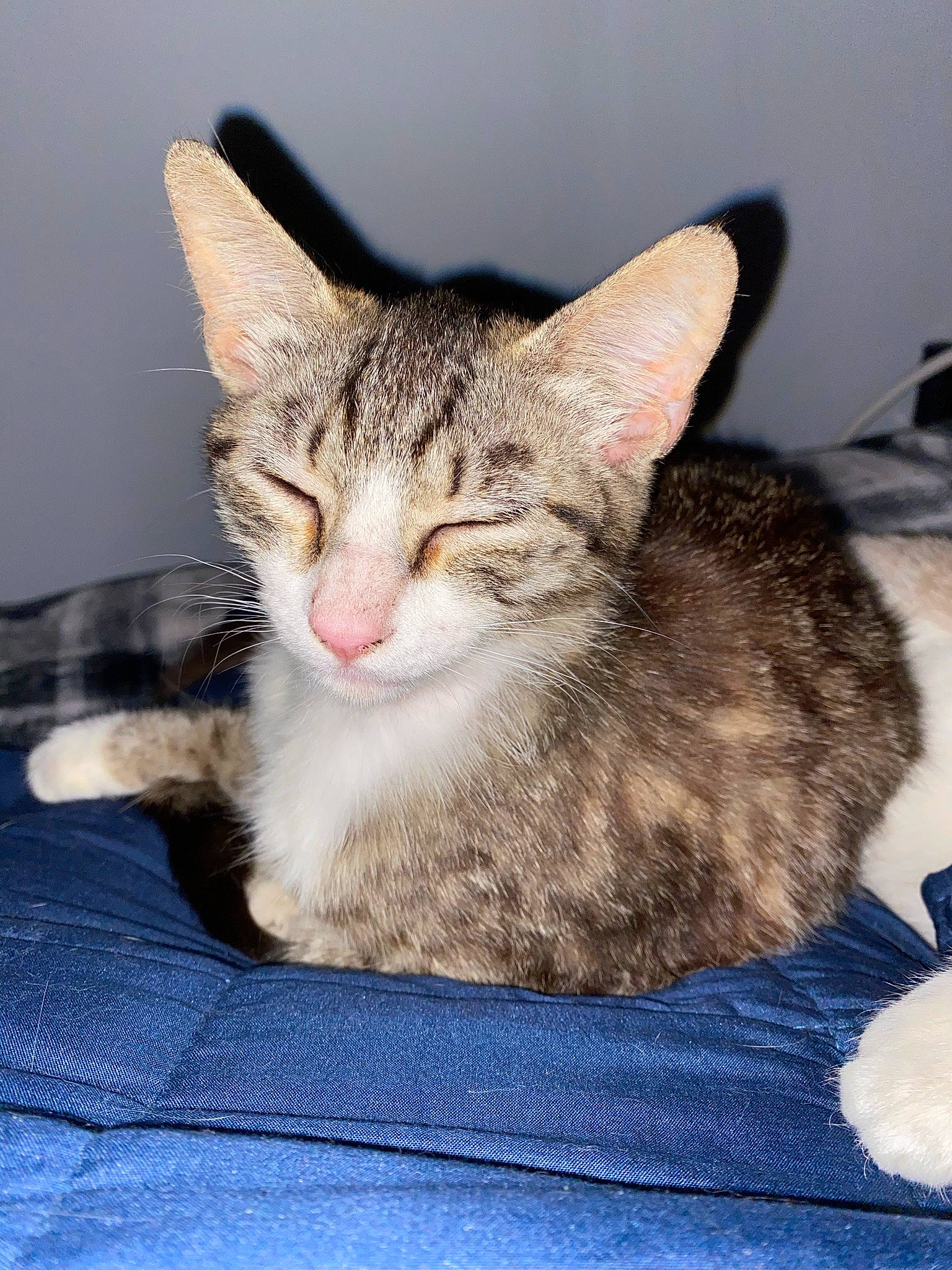 Octavia is registered to the contest to win money with this photo: carnivore, cat, cat_supply, claw, comfort, domestic_short_haired_cat, felidae, fur, paw, sitting, small_to_medium_sized_cats, snout, whiskers