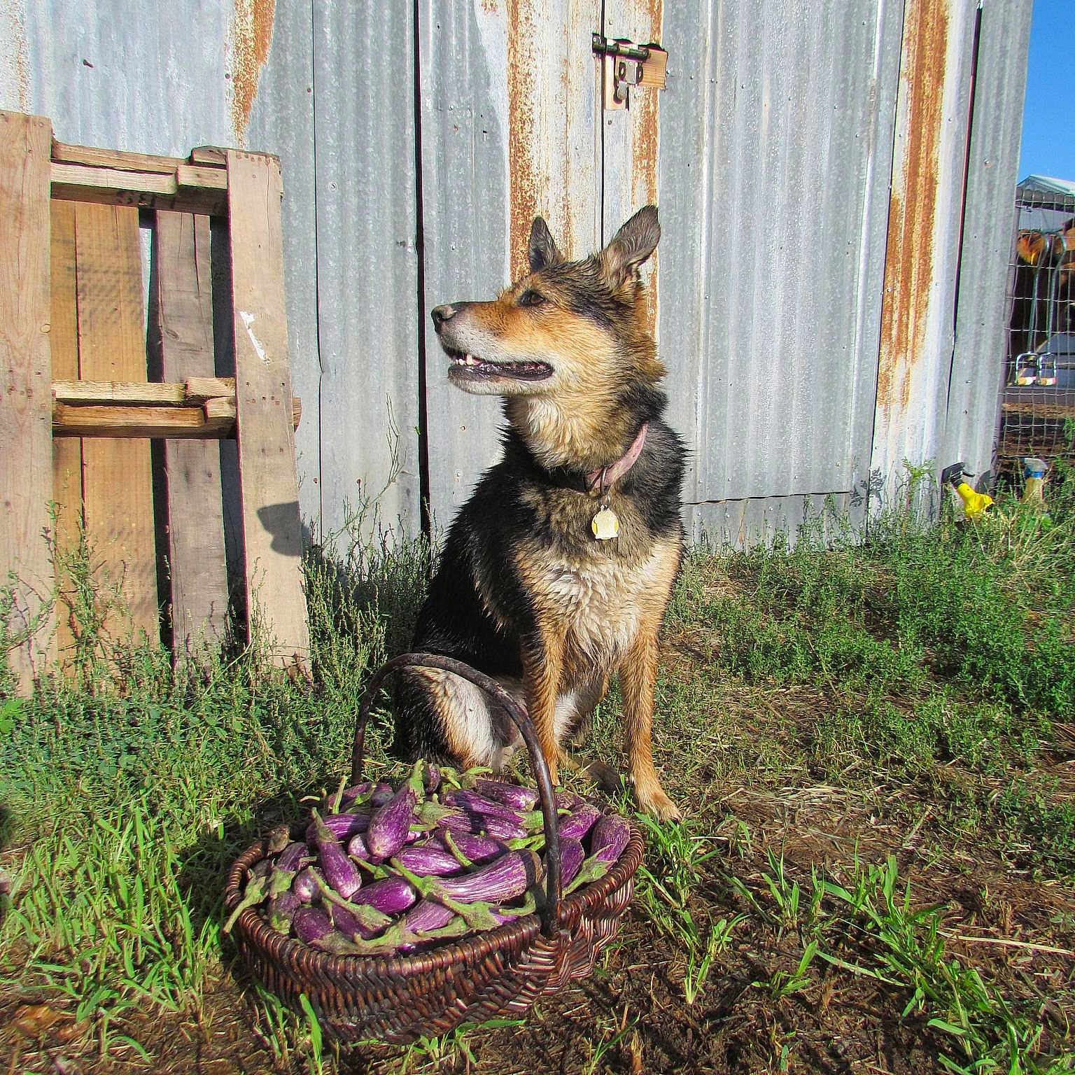 Koda is registered to the contest to win money with this photo: