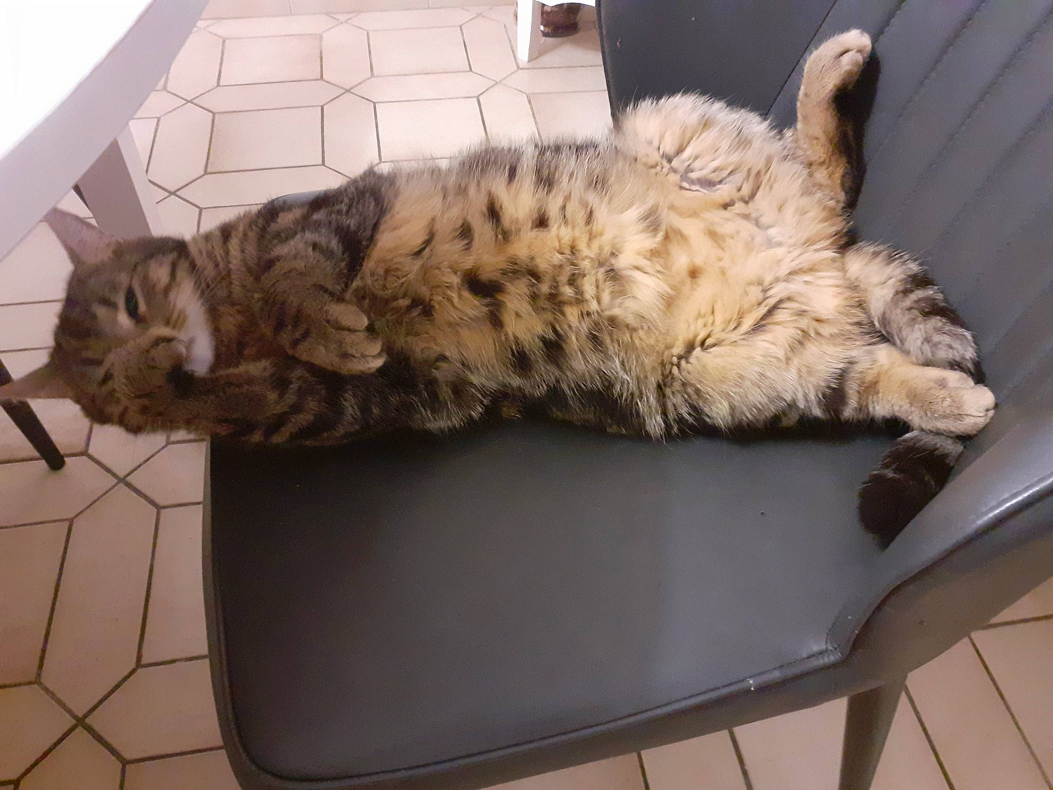 Donuts participe au concours pour gagner de l'argent avec cette photo : american_shorthair, bengal, carnivore, cat, comfort, domestic_short_haired_cat, dragon_li, egyptian_mau, european_shorthair, felidae, fur, kitten, maine_coon, nap, pixie_bob, sleep, small_to_medium_sized_cats, tabby_cat, tail