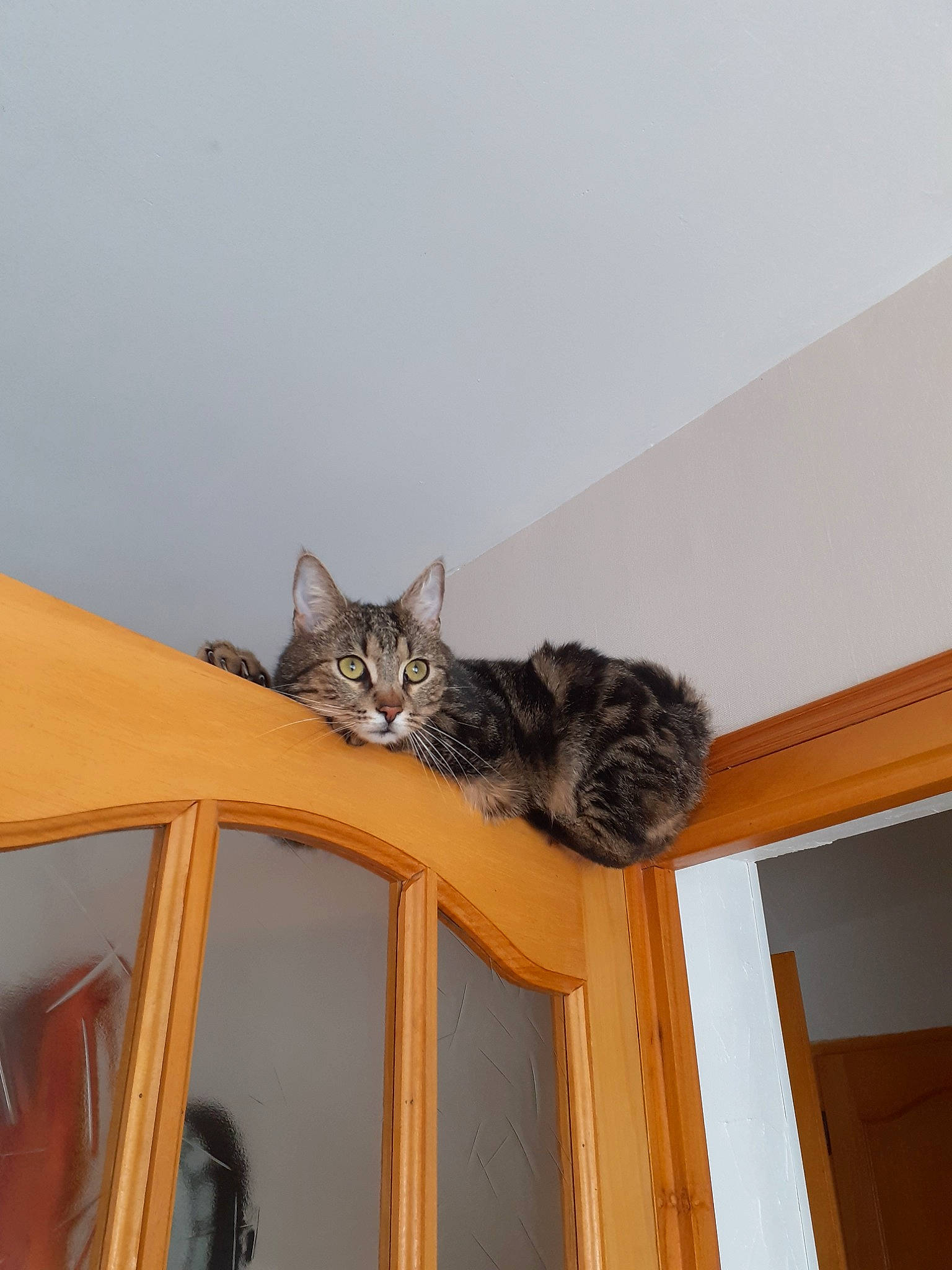 Donuts participe au concours pour gagner de l'argent avec cette photo : asian, bengal, carnivore, cat, ceiling, domestic_short_haired_cat, dragon_li, european_shorthair, felidae, kitten, maine_coon, ocicat, pixie_bob, room, small_to_medium_sized_cats, tabby_cat, whiskers