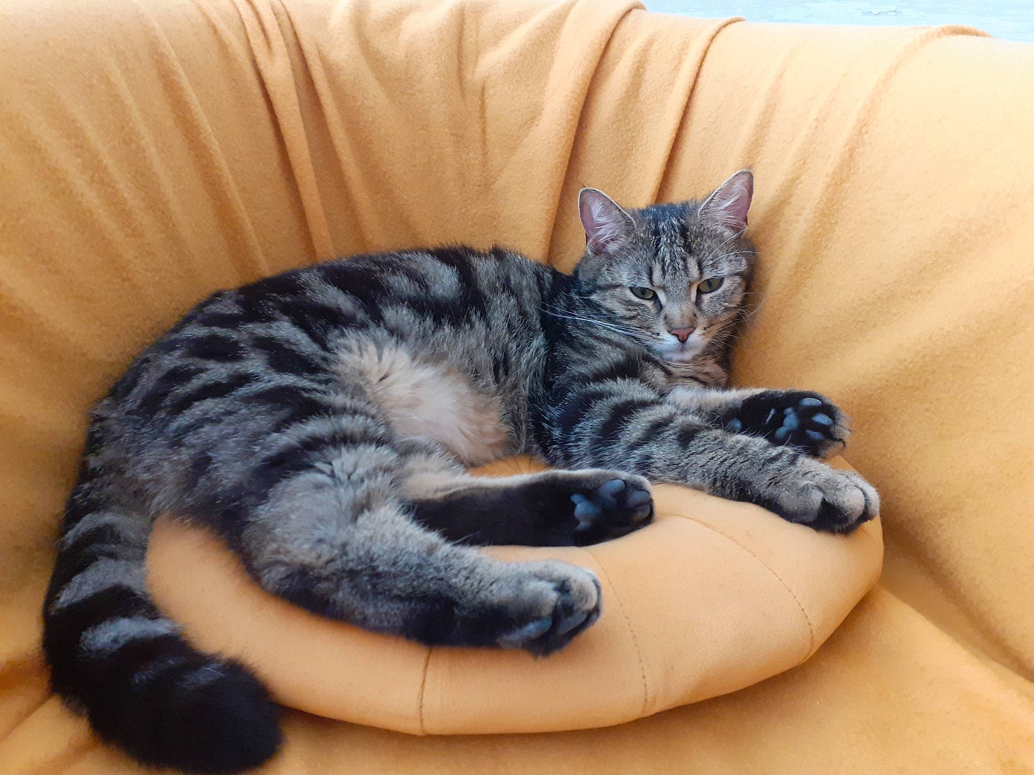Donuts participe au concours pour gagner de l'argent avec cette photo : american_shorthair, american_wirehair, asian, california_spangled, carnivore, cat, cat_bed, domestic_short_haired_cat, dragon_li, egyptian_mau, european_shorthair, felidae, fur, kitten, mammal, nap, paw, small_to_medium_sized_cats, tabby_cat, whiskers