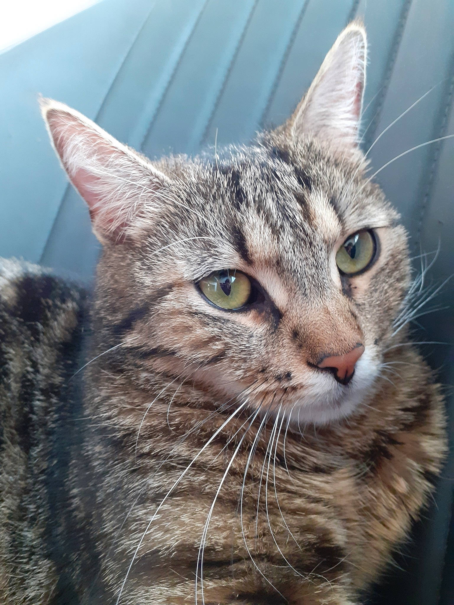 Donuts a rejoint le concours — aidez-le/la à gagner de superbes lots ! aegean_cat, american_shorthair, american_wirehair, asian, australian_mist, california_spangled, carnivore, cat, domestic_short_haired_cat, dragon_li, european_shorthair, felidae, mammal, pixie_bob, small_to_medium_sized_cats, snout, tabby_cat, vertebrate, whiskers, wild_cat